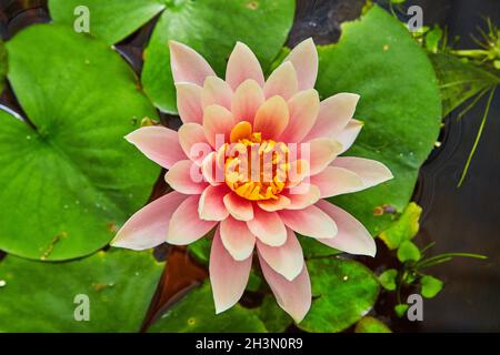 Particolare del fiore rosa attaccato ai pattini del giglio dall'alto Foto Stock