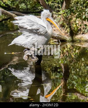 Il pellicano dalmata (Pelecanus crispus) in piedi su un tronco d'albero in acqua con il suo specchio. Foto Stock