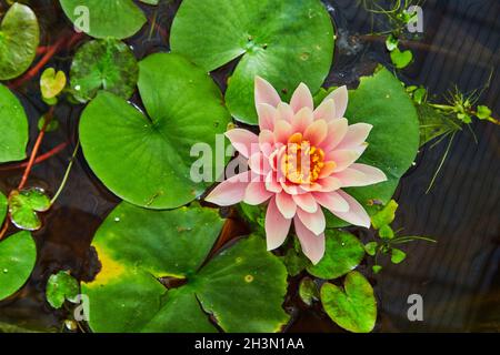 Guardando giù sul fiore rosa dai pattini verdi del giglio Foto Stock