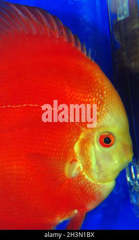 Melone rosso discus, Symphysodon aequifasciatus Foto Stock