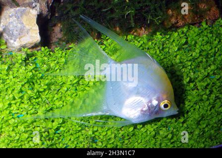 Oro bianco angelfish, Pterophyllum scalare Foto Stock