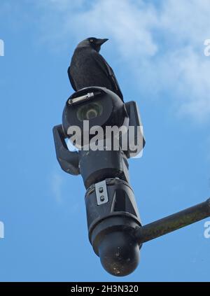 Un corvo nero appollaiato sopra una telecamera di sicurezza per esterni contro un cielo blu Foto Stock