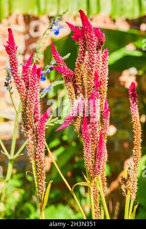 Fiori viola stretti su un morbido sfondo di mattoni Foto Stock