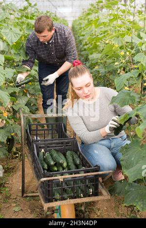 Donna aiuta l'uomo a raccogliere cetrioli Foto Stock