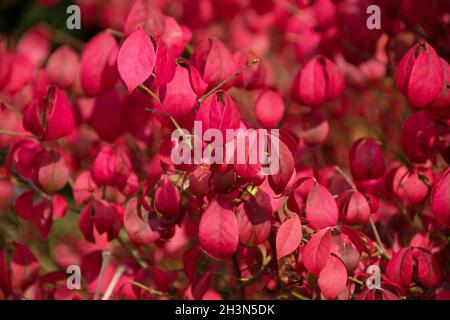 Il Fiery Autunno colori dell'albero mandrino, Euonymus alatus Foto Stock