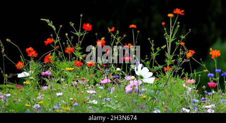 Colorato prato di fiori nel colore primario verde con nero sfondo Foto Stock