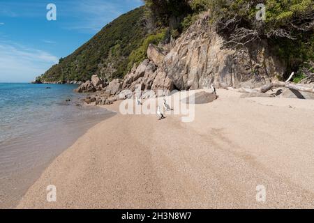 Isolarsi da Taupo Head, Golden Bay, Abel Tasman, Nuova Zelanda. Foto Stock