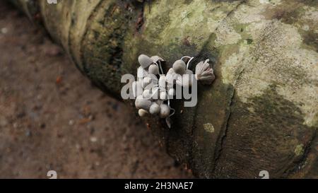 Pioggia imbevuta di funghi bianchi fiore di grappolo sul lato di un tronco morto di cocco Foto Stock