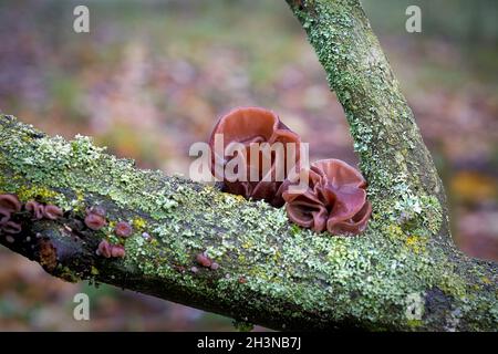 Orecchio di Judas (Auricularia auricula-judae) in autunno su un tronco di albero morto nella foresta Foto Stock