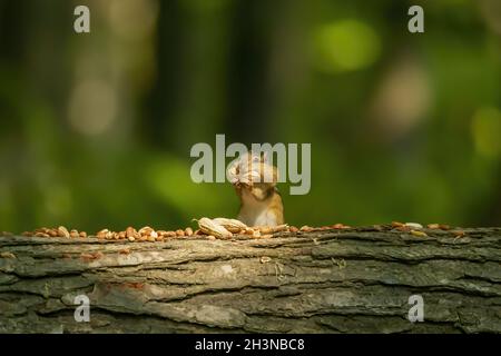 Il chipmunk orientale mangia noci nel parco Foto Stock