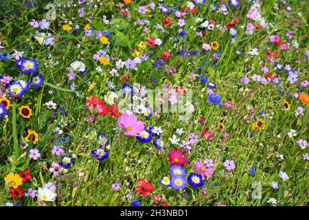 Colorato prato di fiori nel colore primario verde con diversi fiori selvatici. Foto Stock