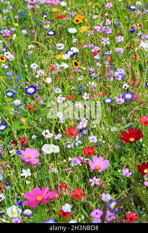 Colorato prato di fiori nel colore primario verde con diversi fiori selvatici. Foto Stock