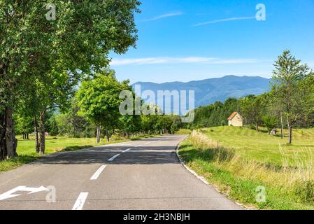 Birches via strada Foto Stock