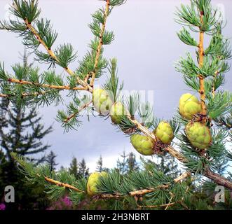 Piccoli colpi sui rami dell'albero di Natale. Aghi in fiore. Foto Stock