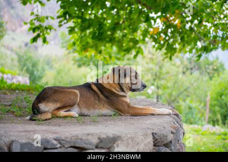 un cane grande giace su una pietra Foto Stock