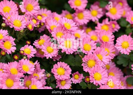 Fiore rosa cespuglioso dell'astro in un ambiente di giardino. Aster dumosus Rosenwichtel texture background Foto Stock