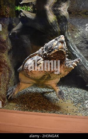 Alligatore che cattura la tartaruga alla ricerca del suo prossimo pasto allo zoo. Foto Stock