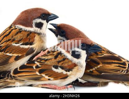 Gregge di passeri in dinamica isolato Foto Stock