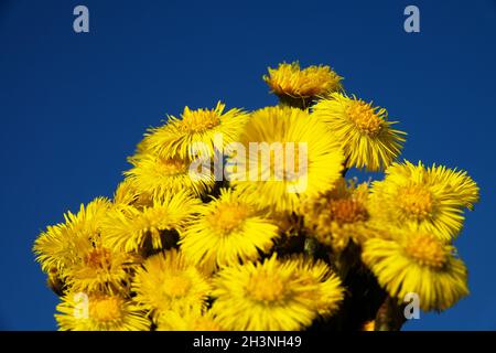 Il piede di nebbia (Tussilago farfarfarara) fiorisce per primo. Foto Stock