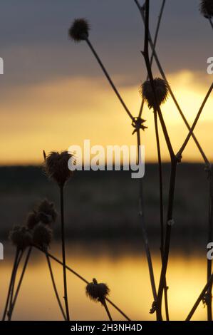 Lago al tramonto, erba costiera e alberi. Luce del tramonto sopra l'acqua. Foto Stock