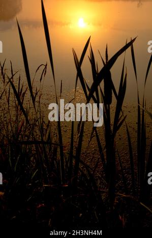 Lago al tramonto, erba costiera e alberi. Luce del tramonto sopra l'acqua. Foto Stock