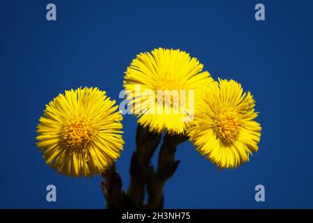 Il piede di nebbia (Tussilago farfarfarara) fiorisce per primo. Foto Stock