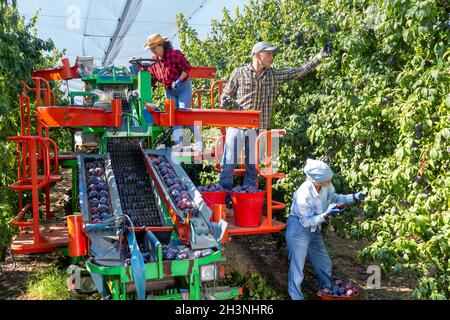 Tre lavoratori che raccolgono prugne in piantagione Foto Stock