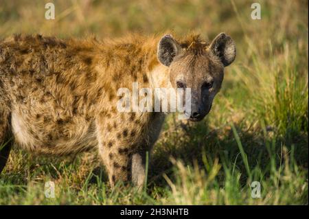 Hyena (Hyaenidae) macchiata in erba alta, Maasai Mara, Kenya Foto Stock