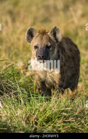 Hyena (Hyaenidae) macchiata in erba alta, Maasai Mara, Kenya Foto Stock
