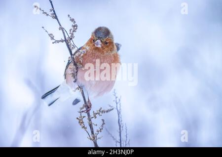 Closeup di un maschio chaffinch, Fringilla coelebs, foraging in neve, bella fredda impostazione invernale Foto Stock