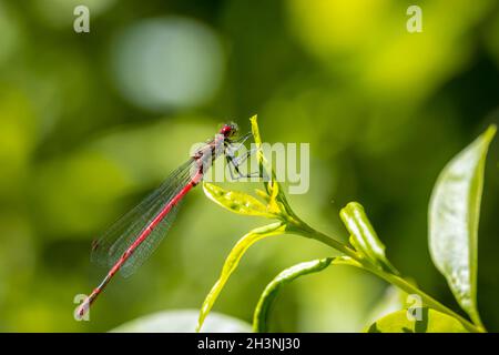 Dettaglio dettaglio di un grande rosso damselfly Pyrrhosoma nymphula, appoggiato al sole Foto Stock