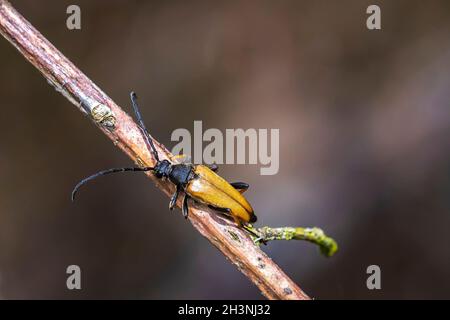 Rosso-marrone Longhorn Beetle, Stickoleptura rubra, strisciando su un ramo Foto Stock