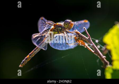 Vista di un Darter comune, Sympetrum striolatum, femmina con le sue ali sparse sta asciugando le sue ali nella luce solare calda e precoce Foto Stock