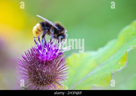 Primo piano di un bumblebee dalla coda rossa, Bombus lapidarius, nettare di fiori rosa Foto Stock