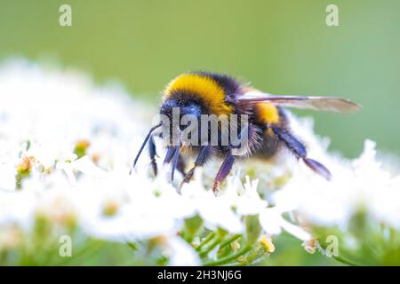 Primo piano di un Bombus terrestris, Buff-tailed bumblebee o terra di grandi dimensioni a Bumblebee, alimentando il nettare dei fiori di colore rosa Foto Stock