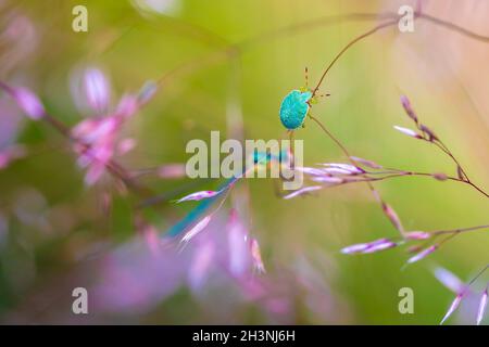 Scudo verde bug, Palomena prasina, in una impostazione da sogno soft focus Foto Stock