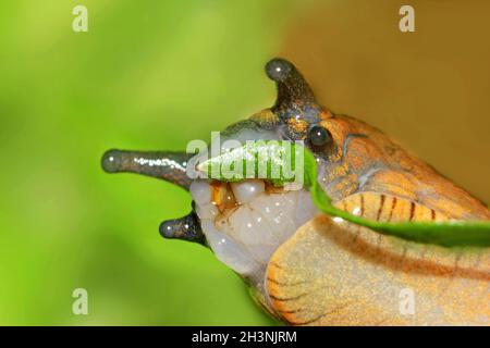 Rosso Slug 'Arion rufus' Foto Stock