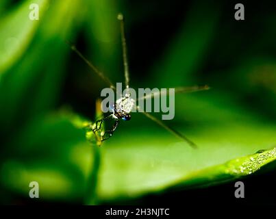 Macro foto di insetto isotopico. Foto Stock