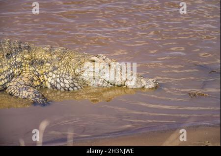 Coccodrillo del Nilo (Crocodylus niloticus) che si crogiola nelle acque poco profonde del fiume, Masai Mara, Kenya Foto Stock