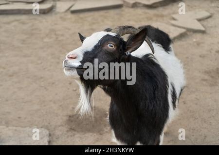 Cibo da masticare di capra bianco e nero ottenuto dal visitatore nel parco dello zoo, closeup di muso Foto Stock