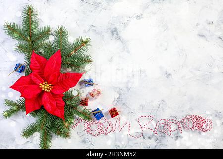 Composizione con poinsettia fiore di Natale. Foto Stock