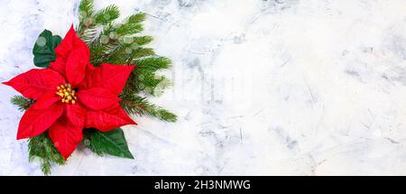 Composizione natalizia con poinsettia rossa e rametti di abete. Foto Stock