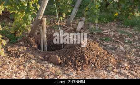 Foro scavato in vigneto Cote de beaune per sostituire la vite mancante Foto Stock