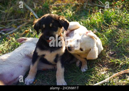 Piccoli cani cuccioli che giocano sull'erba all'aperto Foto Stock