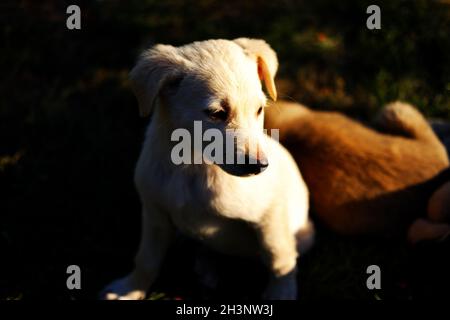 Piccolo cucciolo bianco all'aperto su erba in ombra con sole sul viso Foto Stock