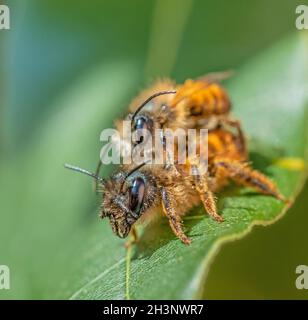 Ape di muratore rosso 'Osmia rufa' Foto Stock