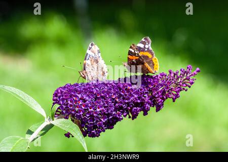 Due Ammiraglio rosso, Vanessa atalanta, farfalle sul fiore Buddleja o cespuglio farfalla Foto Stock