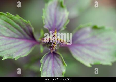 Foglie fresche di erbe di basilico rosso isolate su sfondo naturale. Basilico Opale viola scuro Foto Stock