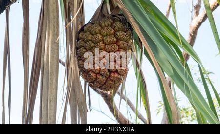 Pandanus avvitare pinoli sull'albero Foto Stock