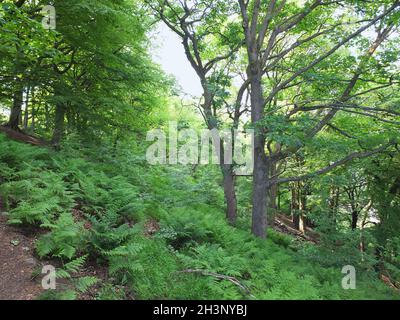 Boschi estivi con follia verde e felci al sole sul pavimento della foresta con cielo luminoso dietro gli alberi Foto Stock